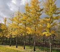 Ginkgo biloba - Japanse Notenboom - 5