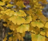 Ginkgo biloba - Japanse Notenboom - 4