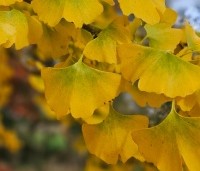 Ginkgo biloba - Japanse Notenboom - 2