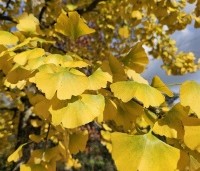 Ginkgo biloba - Japanse Notenboom - 3