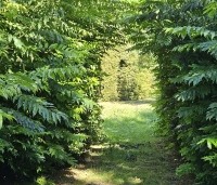 Pterocarya fraxinifolia - Vleugelnoot - 1