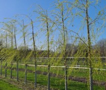 Salix x sepulcralis 'Tristis'