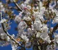 Prunus serrulata 'Sunset Boulevard' - Japanse Sierkers - 7