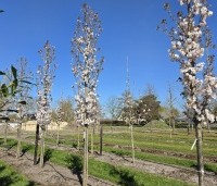 Prunus serrulata 'Sunset Boulevard' - Japanse Sierkers - 1