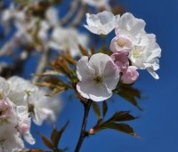 Prunus serrulata 'Sunset Boulevard' - Japanse Sierkers - 2