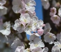 Prunus serrulata 'Sunset Boulevard' - Japanse Sierkers - 5