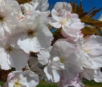 Prunus serrulata 'Sunset Boulevard' - Japanse Sierkers - 4