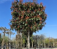 Photinia fraseri 'Red Robin'  - Glansmispel - 1