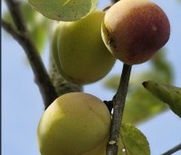 Prunus dom. 'Reine Claude d'Oullins' - Prunus dom. 'Reine Claude d'Oullins' - 1