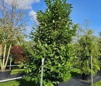 Prunus laurocerasus 'Rotundifolia'  - Laurierkers 'Rotundifolia'  - 2