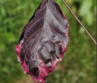 Fagus sylvatica 'Purpurea Tricolor' - Bonte rode beuk - 3