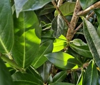 Prunus laurocerasus 'Elly'