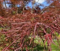 Acer palmatum 'Linearilobum' - Japanse Esdoorn 'Linearilobum' - 4