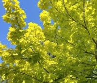 Acer plat. 'Princeton Gold' - Acer plat. 'Princeton Gold' - 3