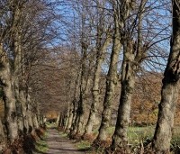Tilia cordata - Winterlinde - 4