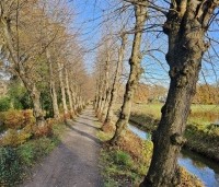 Tilia cordata - Winterlinde - 3