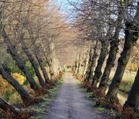 Tilia cordata - Winterlinde - 2