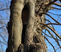 Tilia cordata - Winterlinde - schuilplaats vogels en insecten