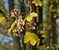 Acer platanoides - Noorse Esdoorn - 5