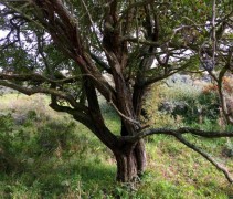 Crataegus Monogyna