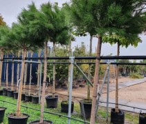 Pinus pinea