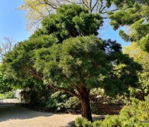Sequoiadendron giganteum variant 'compactum'