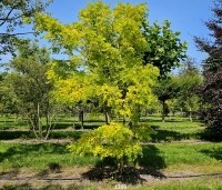 Robinia pseudoacacia 'Frisia'  - Gele acacia - 2