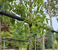 Juglans regia 'Plovdivski' - Walnoot 'Plovdivski' - 3