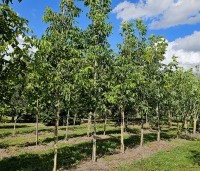 Juglans regia 'Broadview'  - Walnoot 'Broadview' - 1