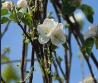 Malus dom. 'Gravensteiner' - Malus dom. 'Gravensteiner' - 1