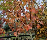 Acer rubrum 'Brandywine' - Acer rubrum 'Brandywine' - 1
