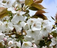 Prunus serrulata 'Tai Haku' - Reuzen sierkers - 3