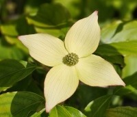 Cornus kousa 'Wieting's Select' - Japanse grootbloemige kornoelje 'Wieting's Select' - 2