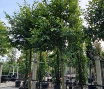 Sycoparrotia semidecidua 'Prins Claus'
