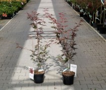 Acer palmatum 'Atropurpurea' Pot 21 cm 80 cm