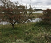 Crataegus monogyna