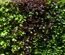 Fagus sylvatica 'Atropunicea'