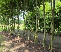 Carpinus betulus - Haagbeuk - 2