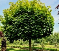 Acer platanoides 'Globosum' - Bol esdoorn 'Globosum' - 1