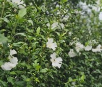 Hibiscus syriacus 'Totus albus' - Altheastruik 'Totus albus' - 2