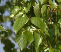 Betula utilis ‘Doorenbos’ 