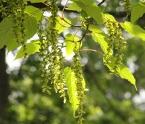 sfeer Acer rufinerve