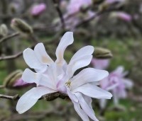 Magnolia stellata 'Rosea' - Beverboom -  rose knop verbloeiend naar wit