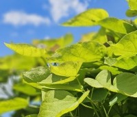 Catalpa bignonioides 'Nana' - Bolcatalpa - 1