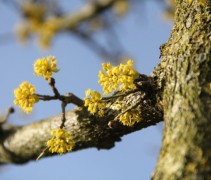 Cornus mas in bloei in Gelderland