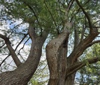 Pinus wallichiana - Tranenden - 7