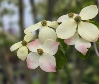 Cornus 'Norman Hadden' - Japanse grootbloemige kornoelje 'Norman Hadden' - 3