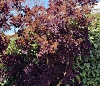 Cotinus coggygria 'Royal Purple' - Rode Pruikenboom - 3