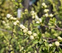 Exochorda macrantha 'The Bride'  - Parelstruik 'The Bride' - 2
