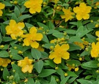 Hypericum 'hidcote' - Hertshooi 'Hidcote' - vakbeplanting - 2